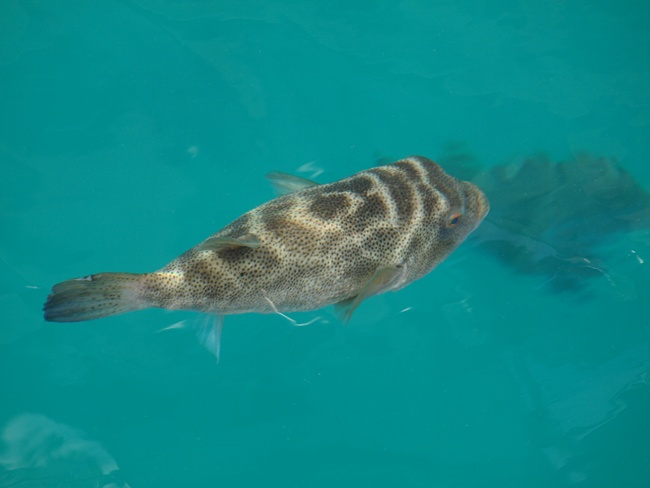 ../../Pictures/050210/032 Pufferfisch.JPG